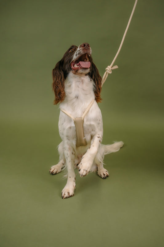 2-in-1 Lead | Nisse The Label